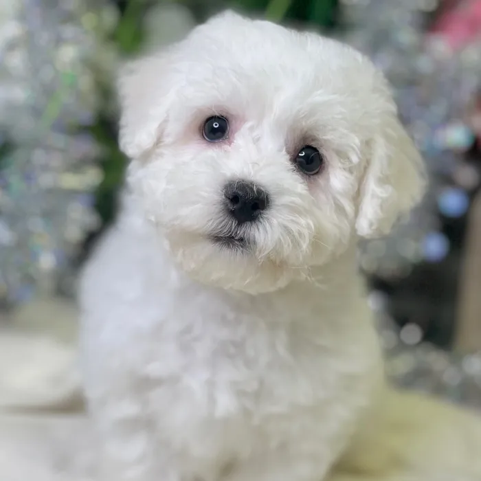 Male Bichon Frise puppy for sale at Shake A Paw Green Brook.