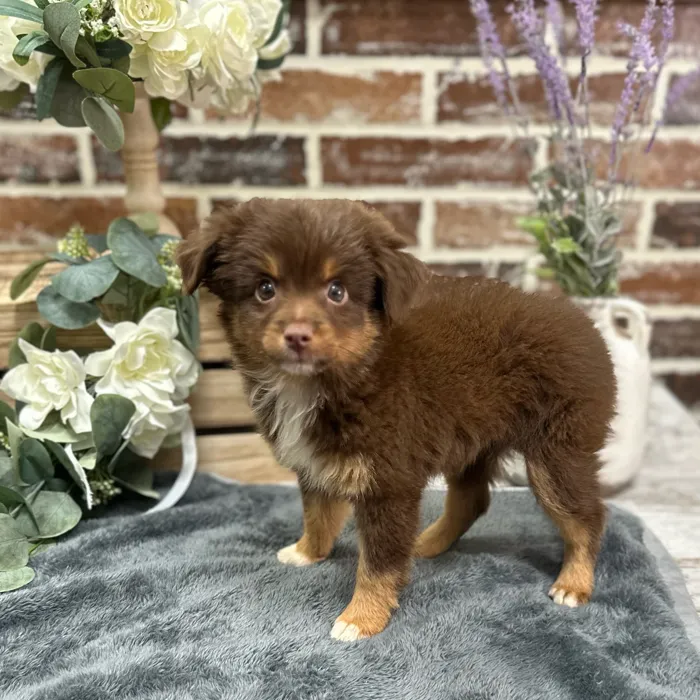 Female Mini American Shepherd puppy for sale at Shake A Paw Union.