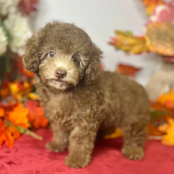 Female Poodle puppy for sale at Shake A Paw Green Brook.