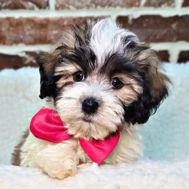 Male Havanese puppy for sale at Shake A Paw Union.
