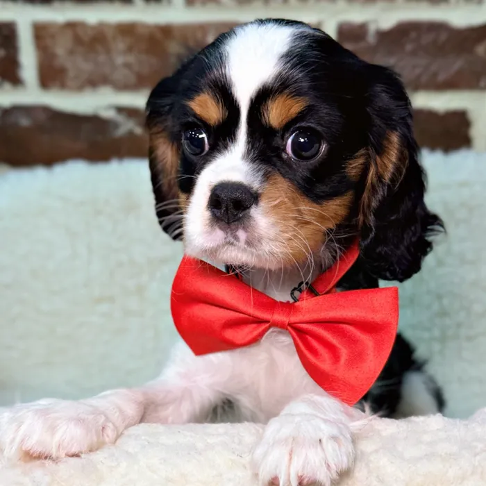 Male Cavalier King Charles Spaniel puppy for sale at Shake A Paw Union.