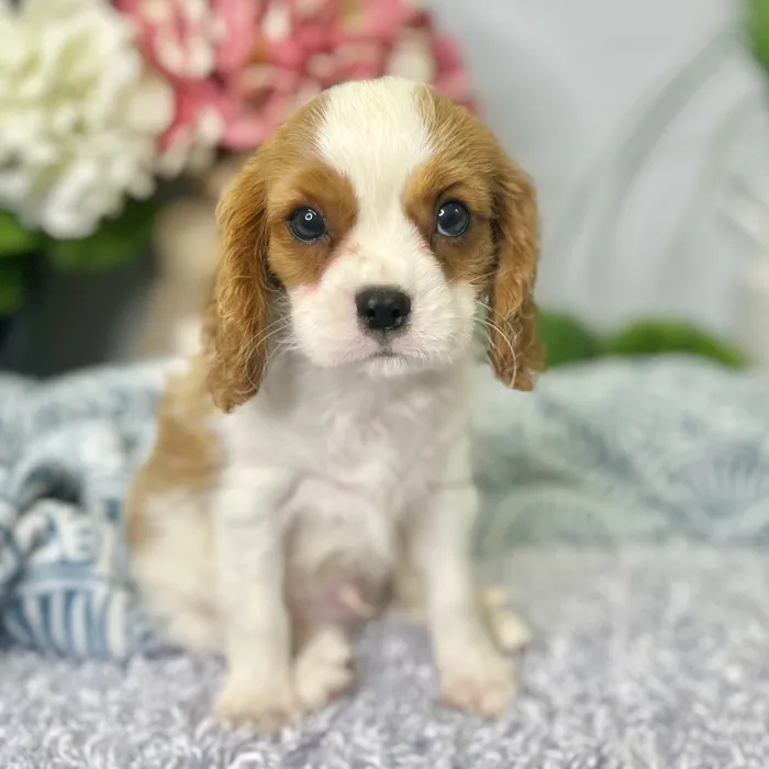 Male Cavalier King Charles Spaniel puppy for sale at Shake A Paw Green Brook.