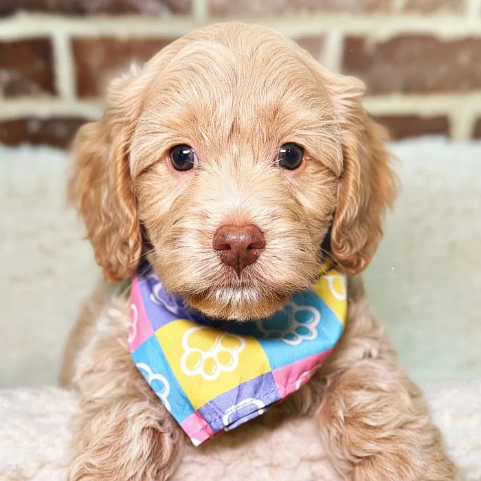 Male Cockapoo puppy for sale at Shake A Paw Union.