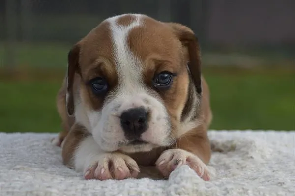 Male Beabull puppy for sale at Shake A Paw Union.