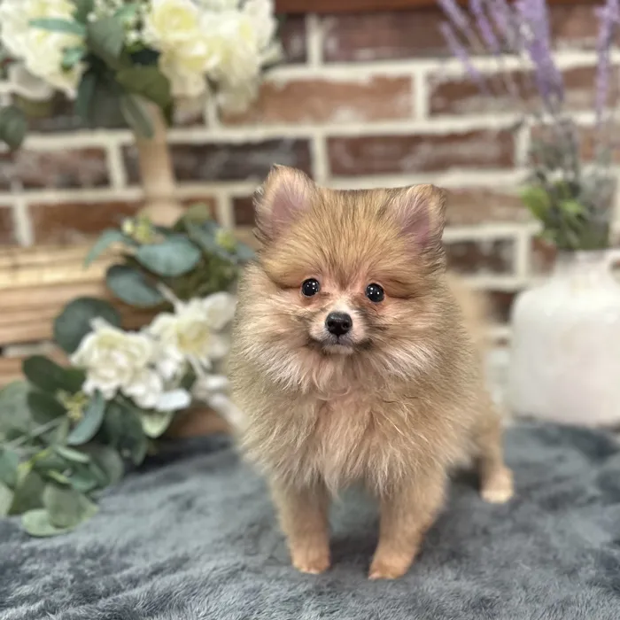 Male Pomeranian puppy for sale at Shake A Paw Union.