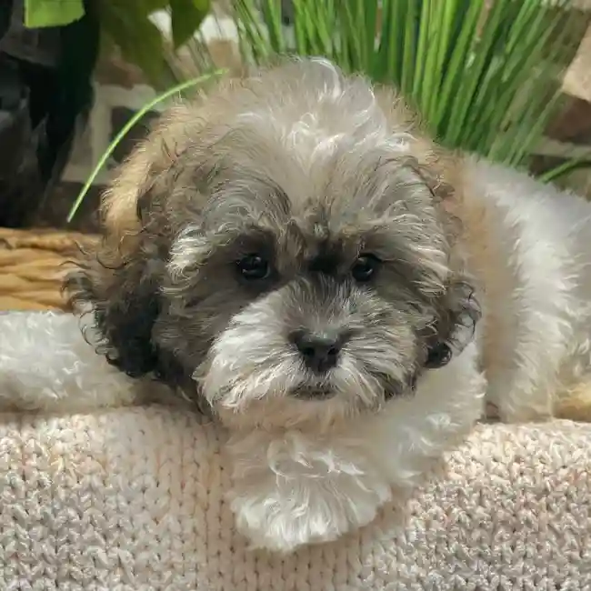 Male Shih Tzu / Poodle puppy for sale at Shake A Paw Green Brook.