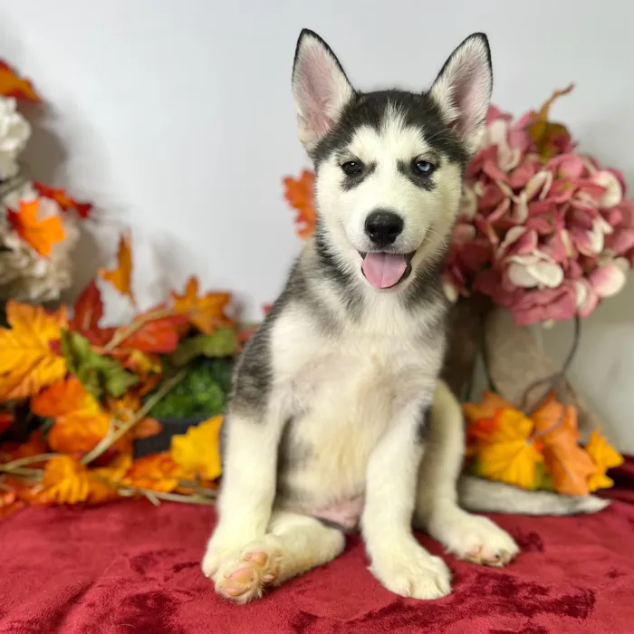 Male Siberian Husky puppy for sale at Shake A Paw Green Brook.
