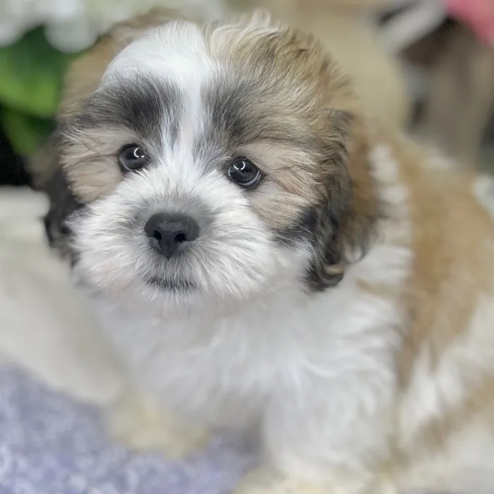 Male Shih Tzu / Bichon puppy for sale at Shake A Paw Green Brook.