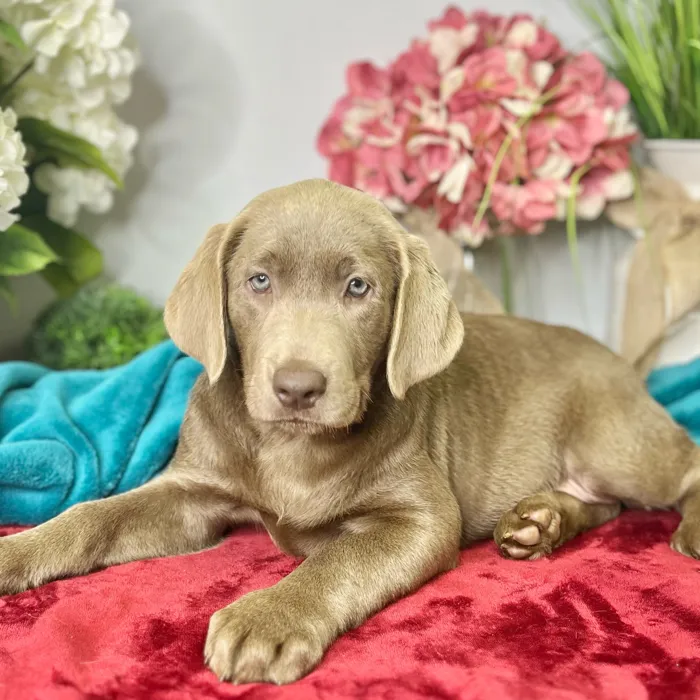Female Labrador Retriever puppy for sale at Shake A Paw Green Brook.