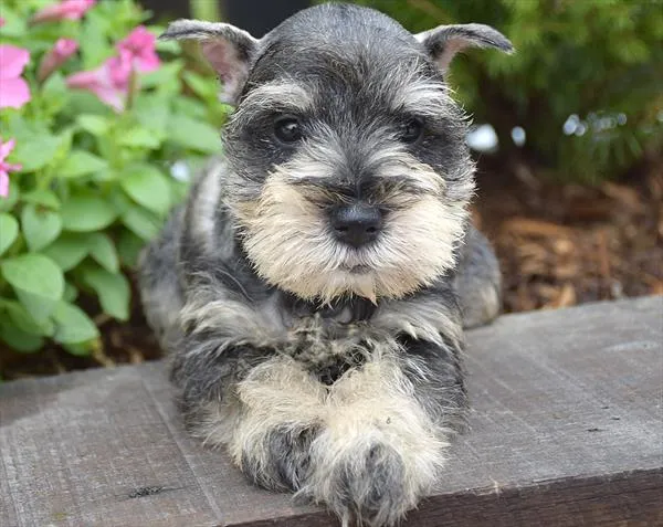 Female Mini Schnauzer puppy for sale at Shake A Paw Union.