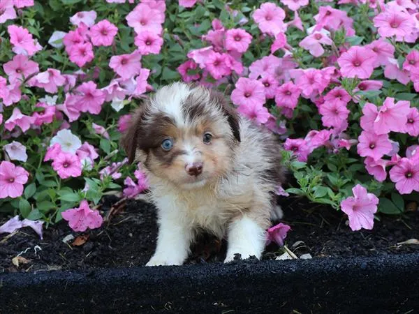 Male Mini American Shepherd puppy for sale at Shake A Paw Green Brook.