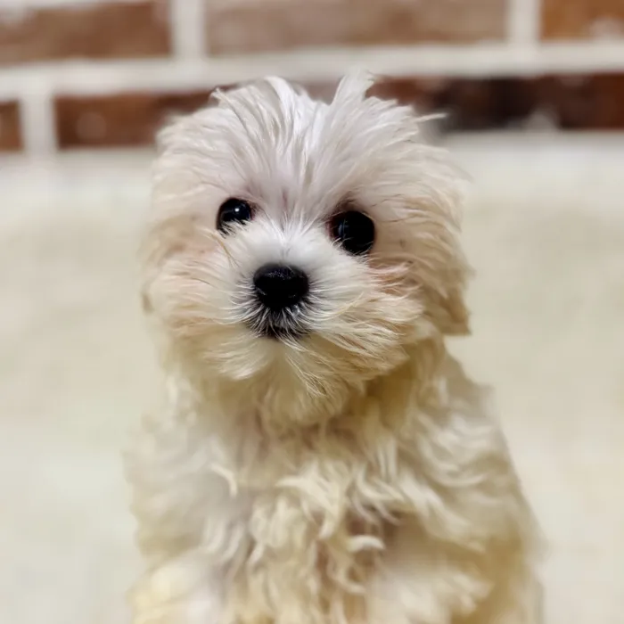 Female Maltese puppy for sale at Shake A Paw Union.