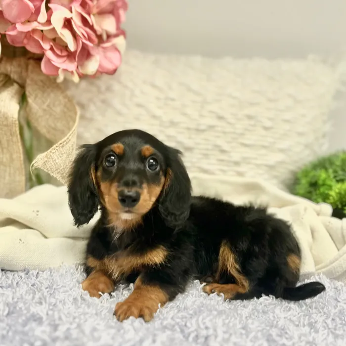Female Dachshund puppy for sale at Shake A Paw Green Brook.