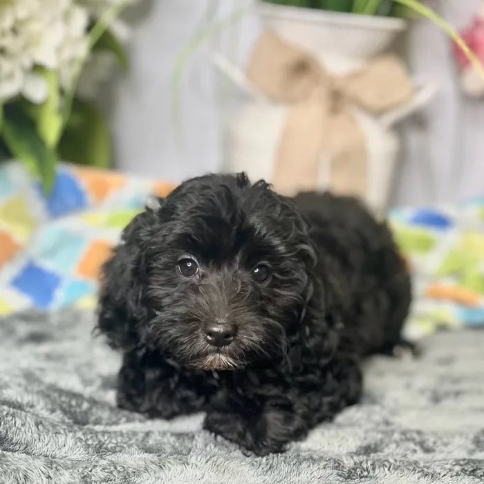 Male Havanese / Poodle puppy for sale at Shake A Paw Green Brook.