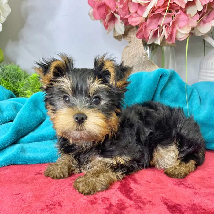 Male Yorkshire Terrier puppy for sale at Shake A Paw Green Brook.
