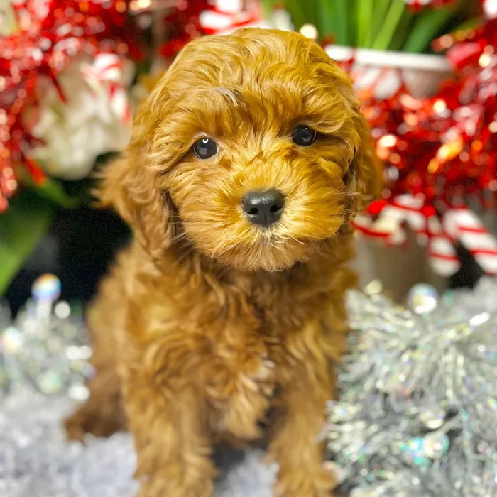 Male Cockapoo 2Nd Gen puppy for sale at Shake A Paw Green Brook.
