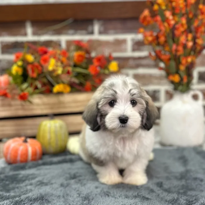Female Havanese puppy for sale at Shake A Paw Union.