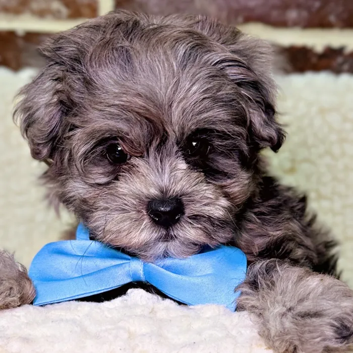 Male Maltipoo puppy for sale at Shake A Paw Union.