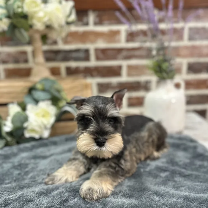 Male Mini Schnauzer puppy for sale at Shake A Paw Union.