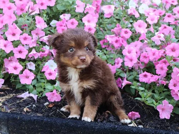 Female Mini American Shepherd puppy for sale at Shake A Paw Union.