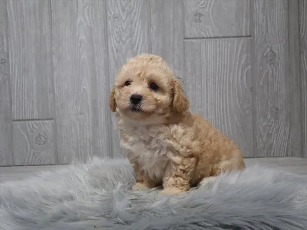 Female Bichon / Poodle puppy for sale at Shake A Paw Union.