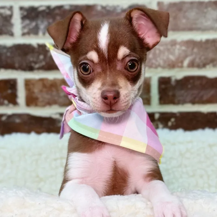 Female Chihuahua puppy for sale at Shake A Paw Union.