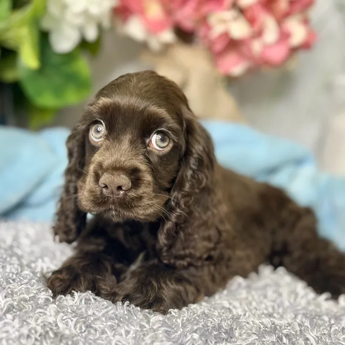 Male Cocker Spaniel puppy for sale at Shake A Paw Green Brook.