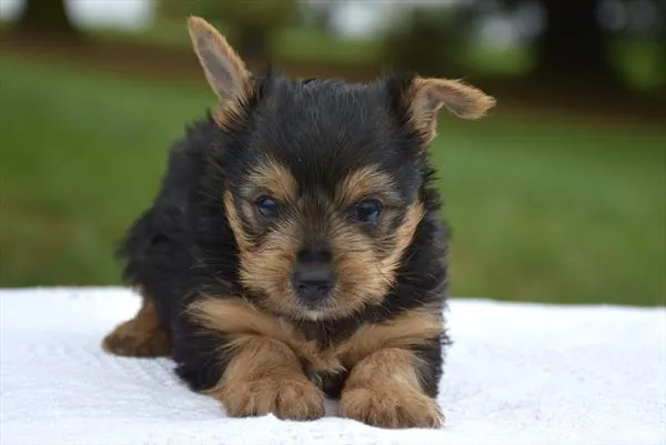 Male Yorkshire Terrier puppy for sale at Shake A Paw Union.
