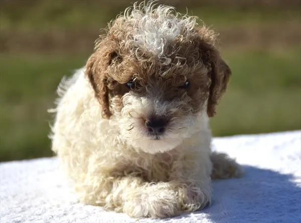 Female Poodle puppy for sale at Shake A Paw Union.