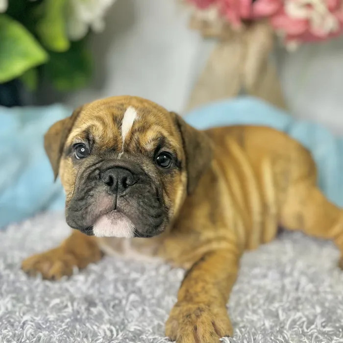 Male English Bulldog puppy for sale at Shake A Paw Green Brook.