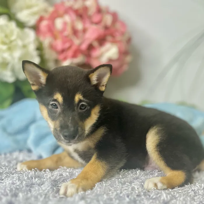 Male Shiba Inu puppy for sale at Shake A Paw Green Brook.