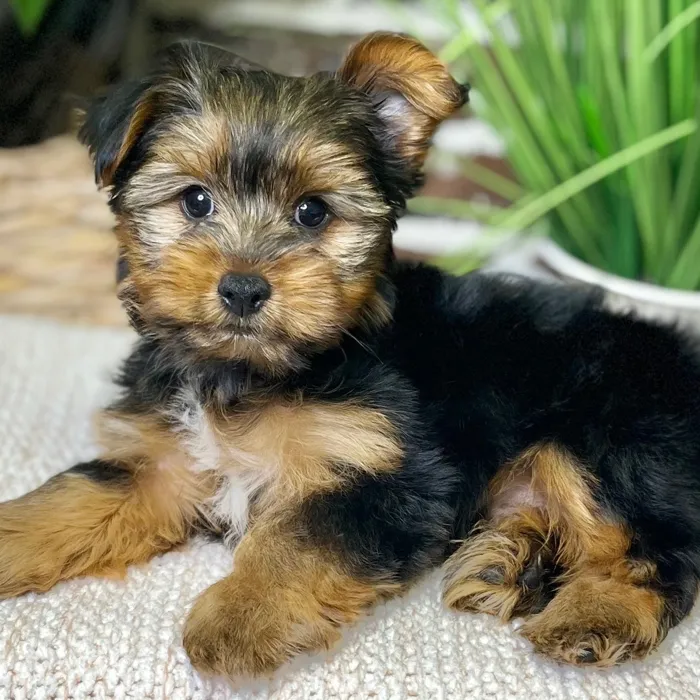 Male Yorkshire Terrier puppy for sale at Shake A Paw Green Brook.