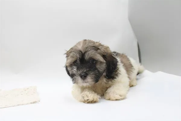 Male Shih Tzu / Poodle puppy for sale at Shake A Paw Union.