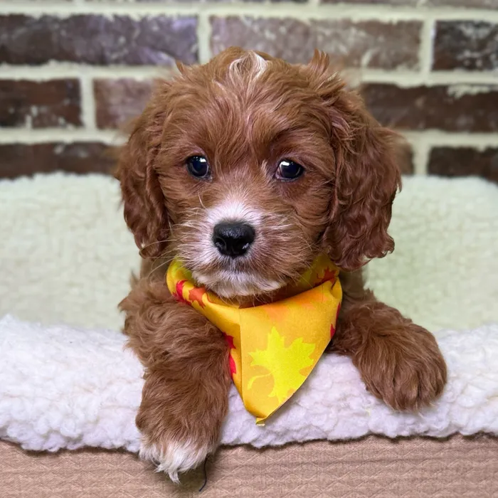 Male Cavapoo puppy for sale at Shake A Paw Union.