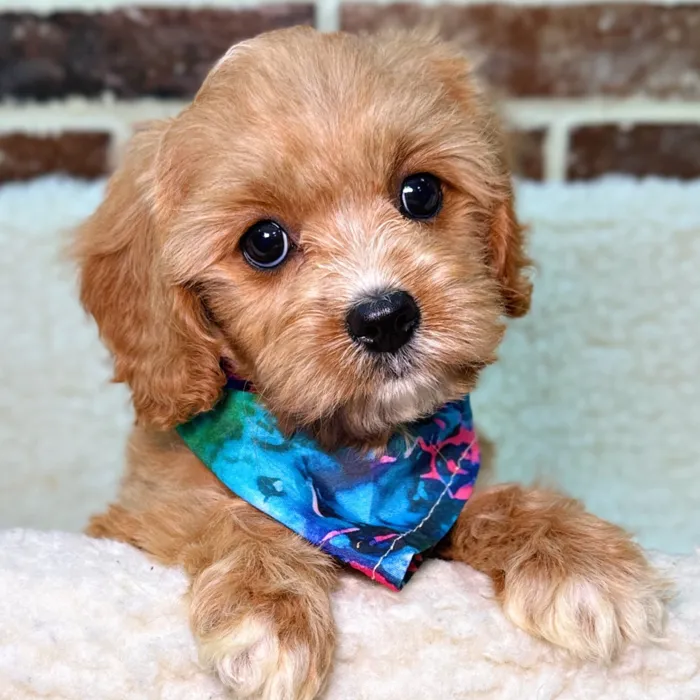 Female Cavapoo puppy for sale at Shake A Paw Union.