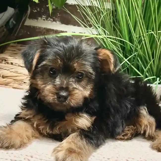 Male Yorkshire Terrier puppy for sale at Shake A Paw Green Brook.