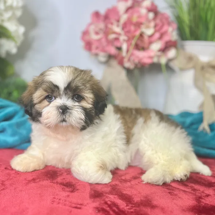 Male Shih Tzu puppy for sale at Shake A Paw Green Brook.