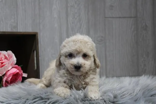 Female Bichon / Poodle puppy for sale at Shake A Paw Union.
