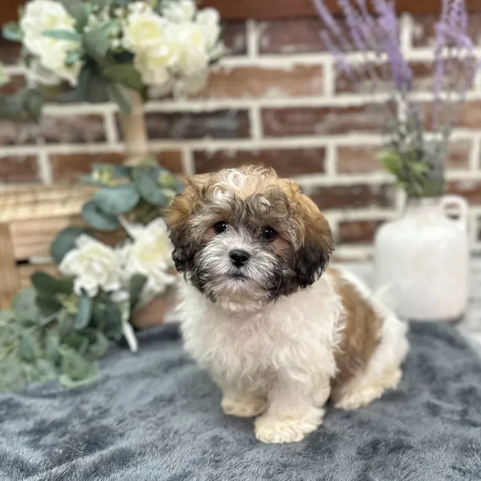 Male Shih Tzu / Bichon puppy for sale at Shake A Paw Union.
