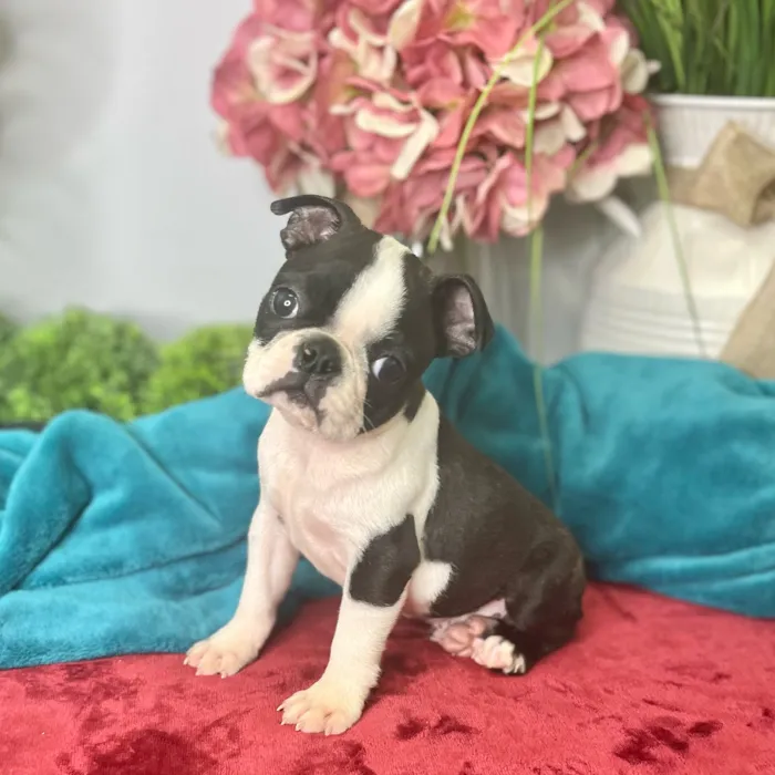 Male Boston Terrier puppy for sale at Shake A Paw Green Brook.