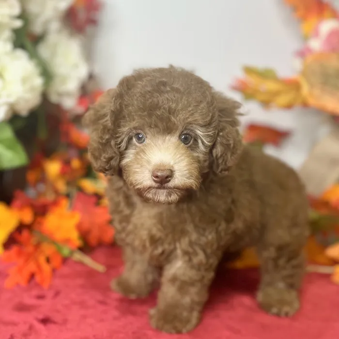 Female Poodle puppy for sale at Shake A Paw Green Brook.
