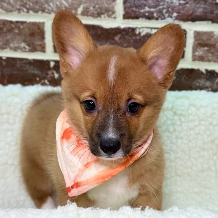 Female Pembroke Welsh Corgi puppy for sale at Shake A Paw Union.