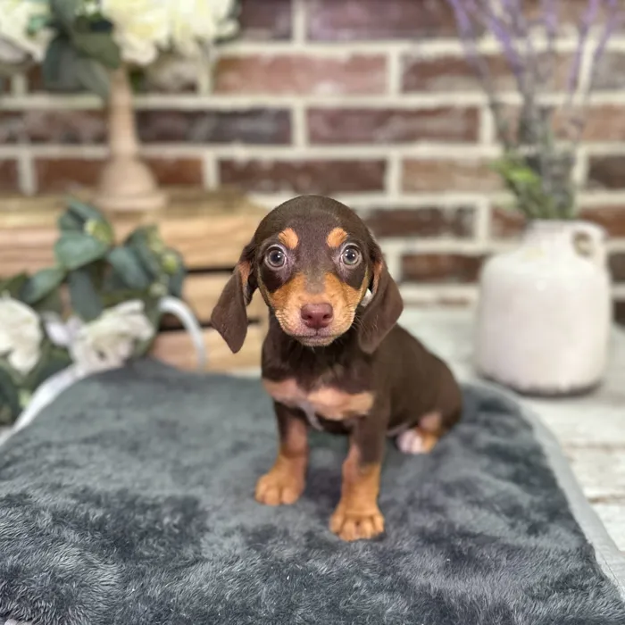 Female Chiweenie puppy for sale at Shake A Paw Union.