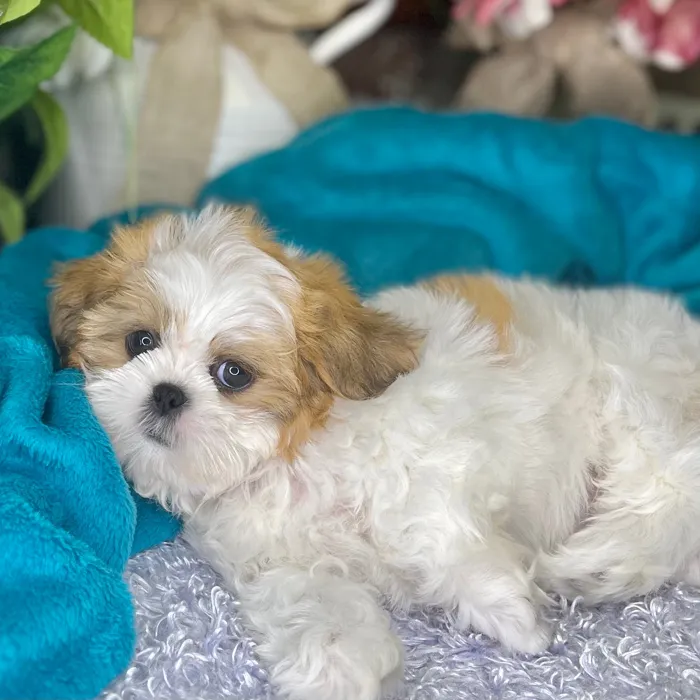 Female Shih Tzu puppy for sale at Shake A Paw Green Brook.