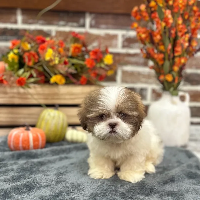 Male Shih Tzu puppy for sale at Shake A Paw Union.