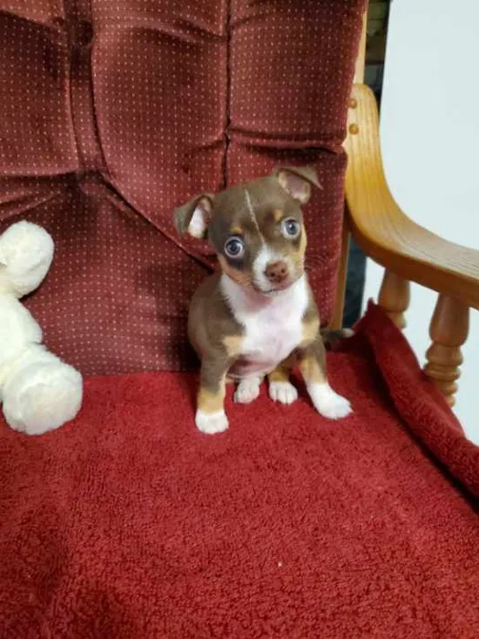 Female Rat Terrier / Chihuahua puppy for sale at Shake A Paw Union.