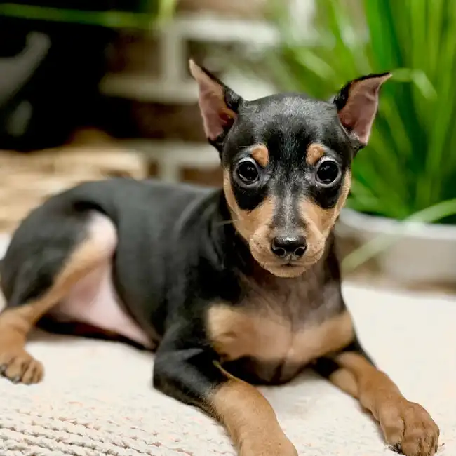Male Miniature Pinscher puppy for sale at Shake A Paw Green Brook.
