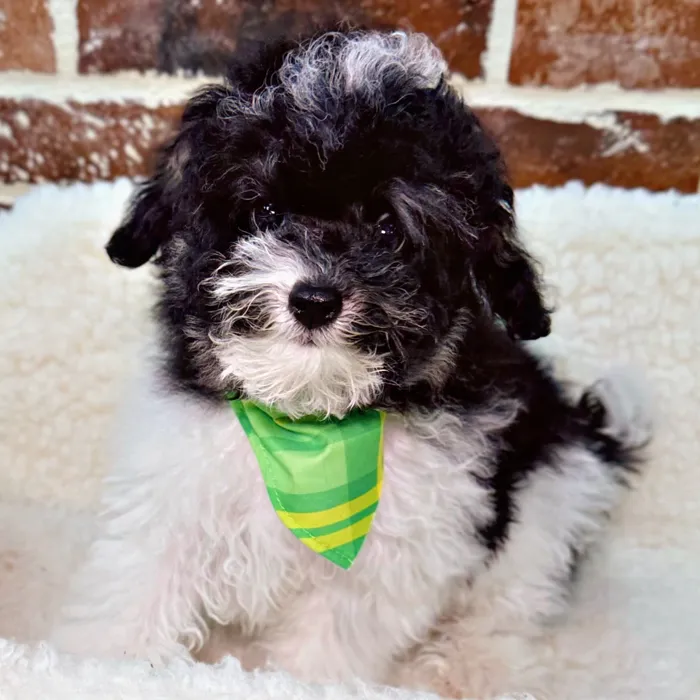 Male Poodle puppy for sale at Shake A Paw Union.