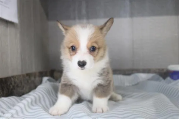 Male Pembroke Welsh Corgi puppy for sale at Shake A Paw Union.