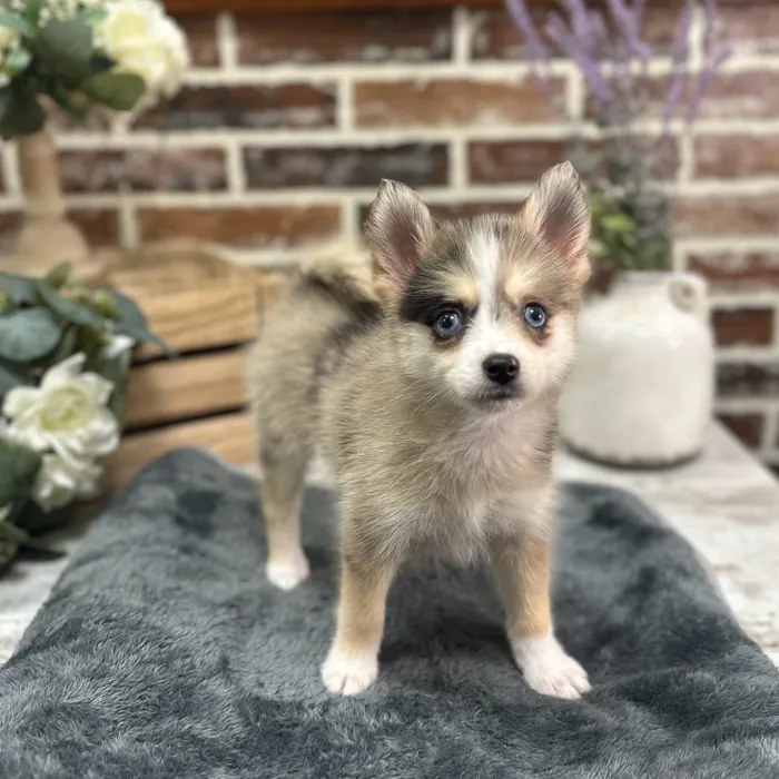 Female Pomsky puppy for sale at Shake A Paw Union.